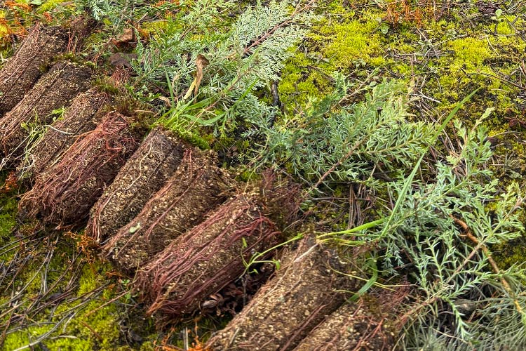 Imagen de referencia del proyecto patagónico