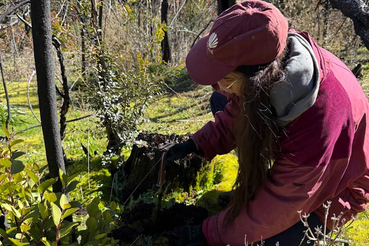 Imagen de referencia del proyecto patagónico