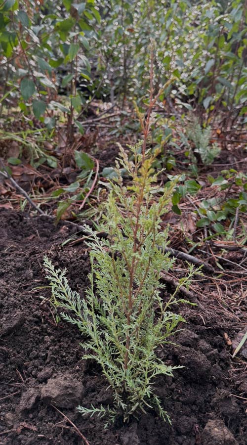 bosque Club del Clima