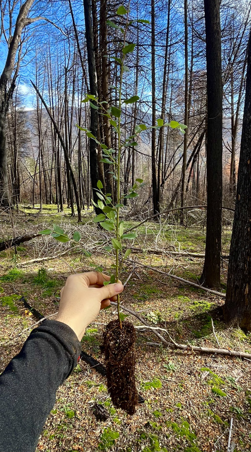 bosque Club del Clima